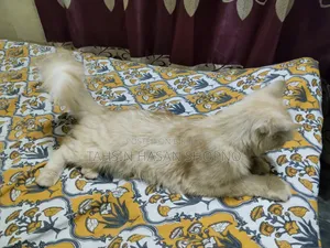 6-12 Months Female Purebred Persian
