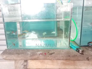Mix Guppy for Sale