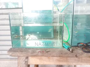 Mix Guppy for Sale