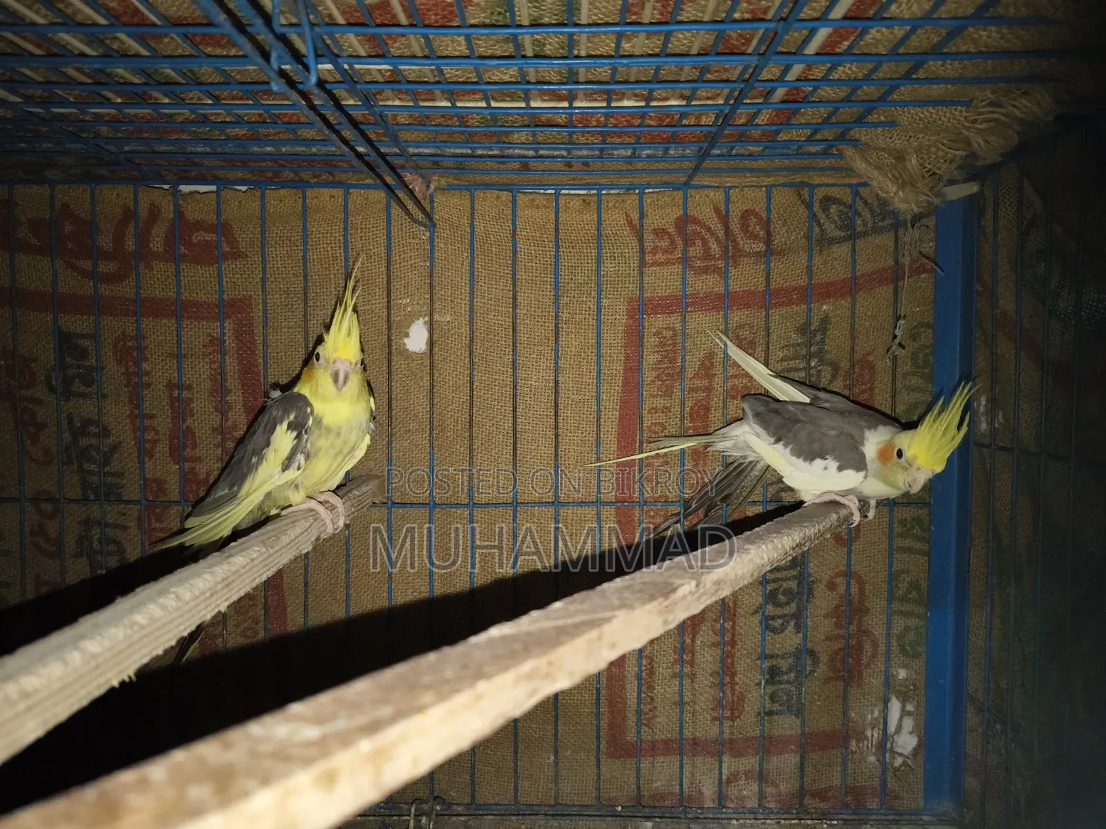 ককাটেল ফিমেল