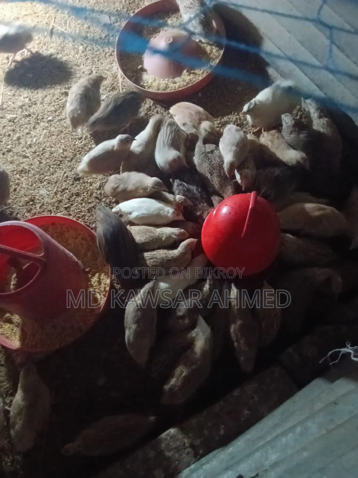 Running Quail Birds 75% Laying Eggs New 60 Days Old