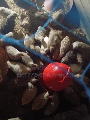 Running Quail Birds 75% Laying Eggs New 60 Days Old