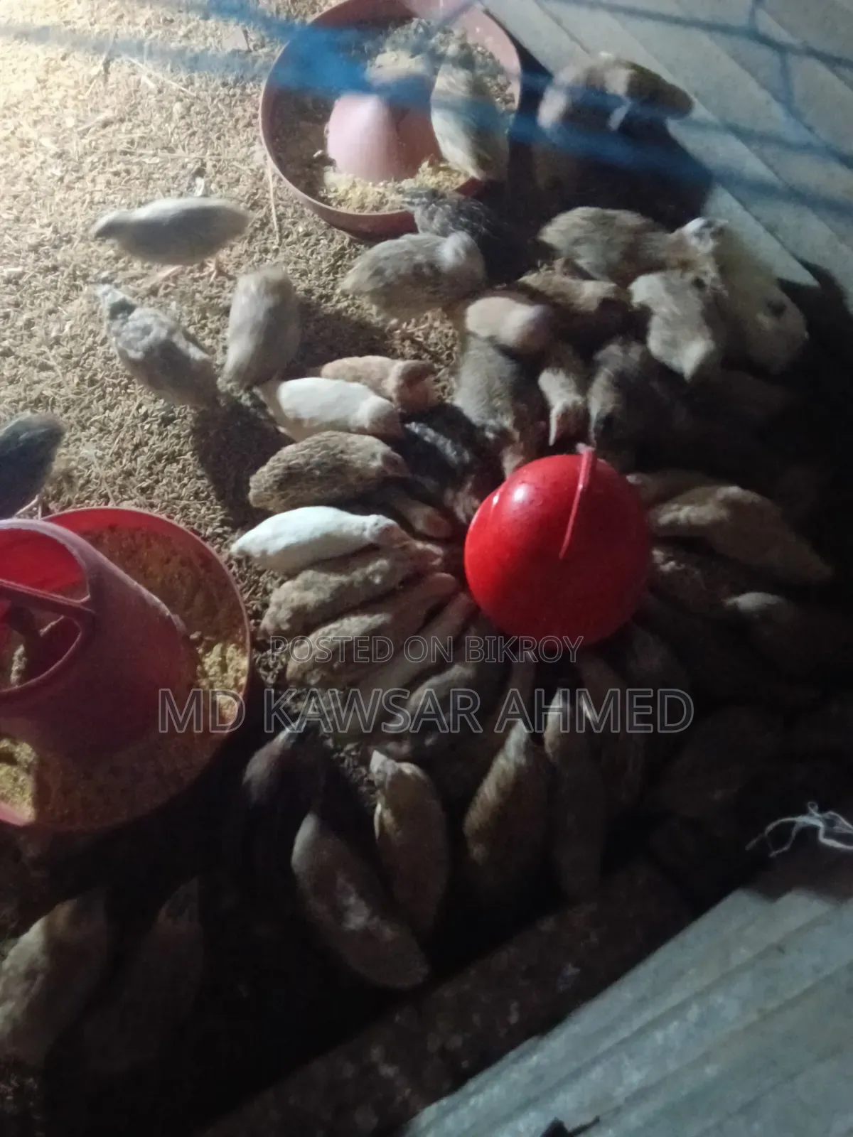 Running Quail Birds 75% Laying Eggs New 60 Days Old