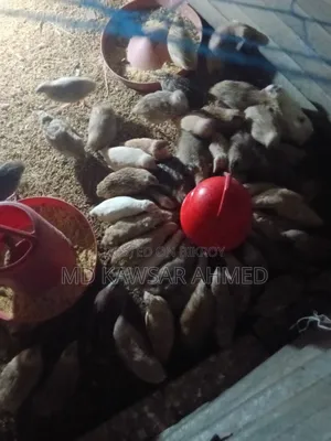Running Quail Birds 75% Laying Eggs New 60 Days Old