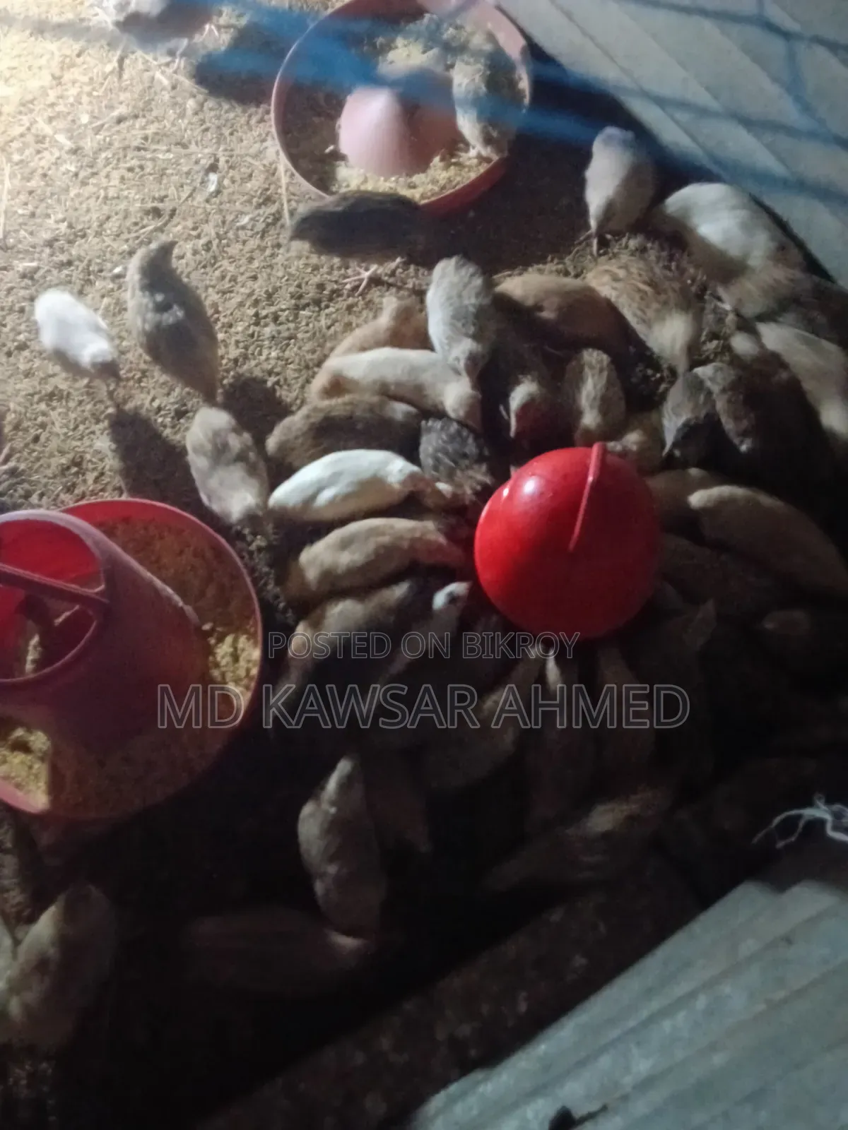 Running Quail Birds 75% Laying Eggs New 60 Days Old