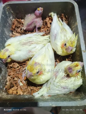 Tame size Lutino Cockatiel baby for sale