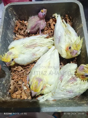 Tame size Lutino Cockatiel baby for sale