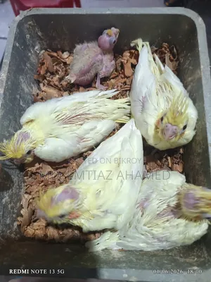 Tame size Lutino Cockatiel baby for sale