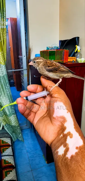 Sparrow Adult Female Super Tame