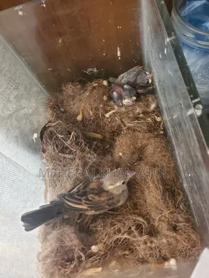 Sparrow Adult Female Super Tame