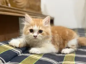 1-3 Months Female Purebred Persian