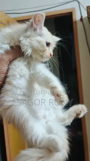 1-3 Months Female Purebred Persian