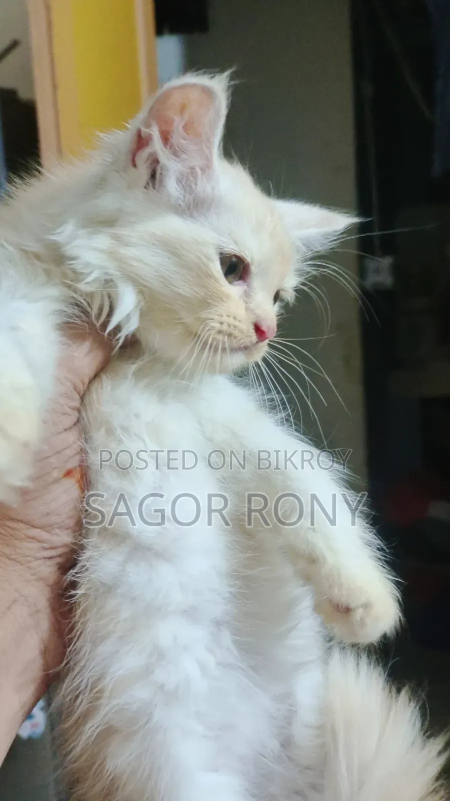 ১-৩ মাসের মহিলা বিশুদ্ধ পার্সিয়ান