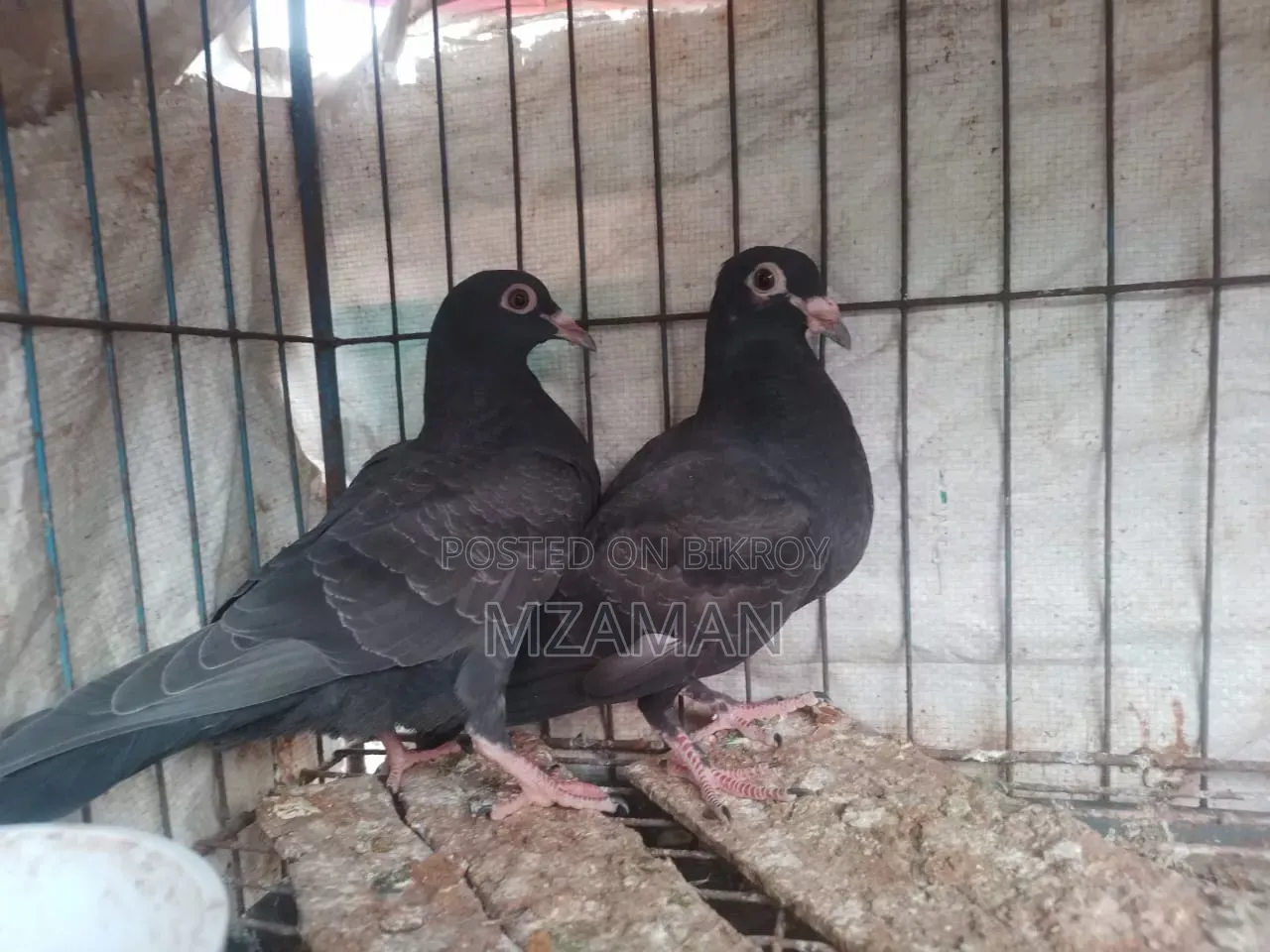 Black Racer Baby Pair