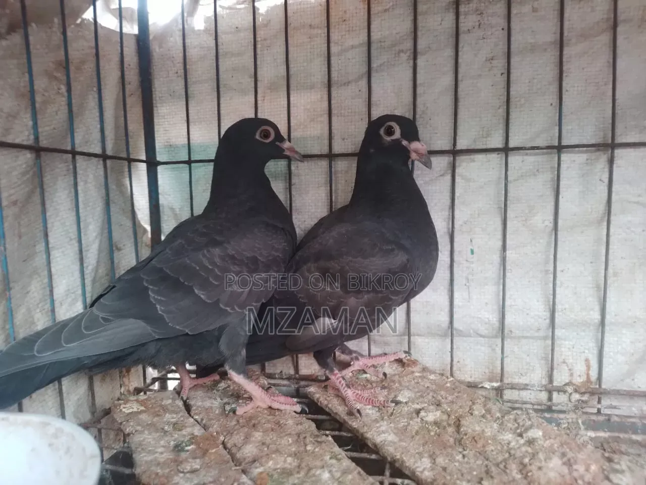 Black Racer Baby Pair