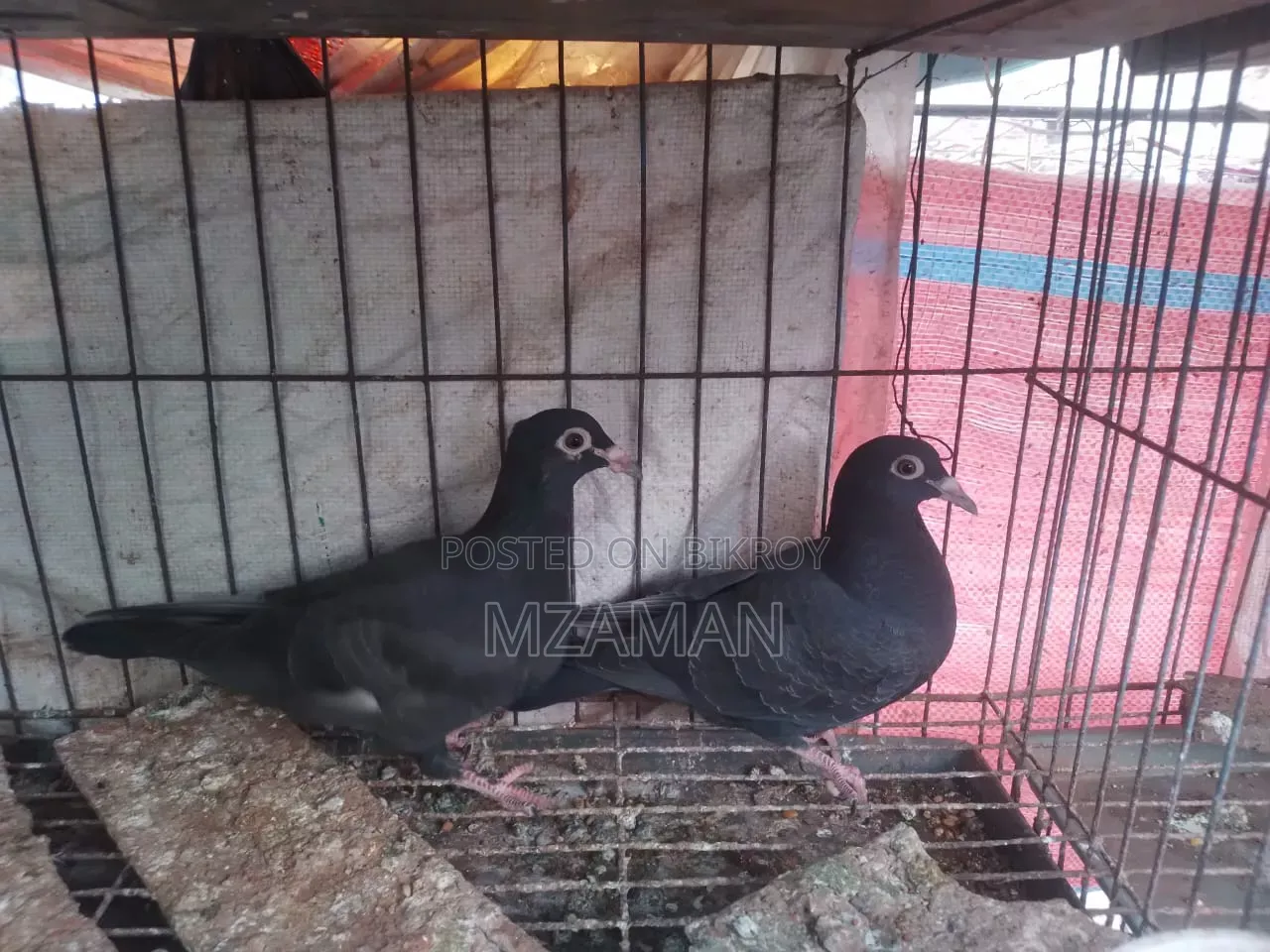Black Racer Baby Pair