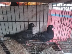 Black Racer Baby Pair