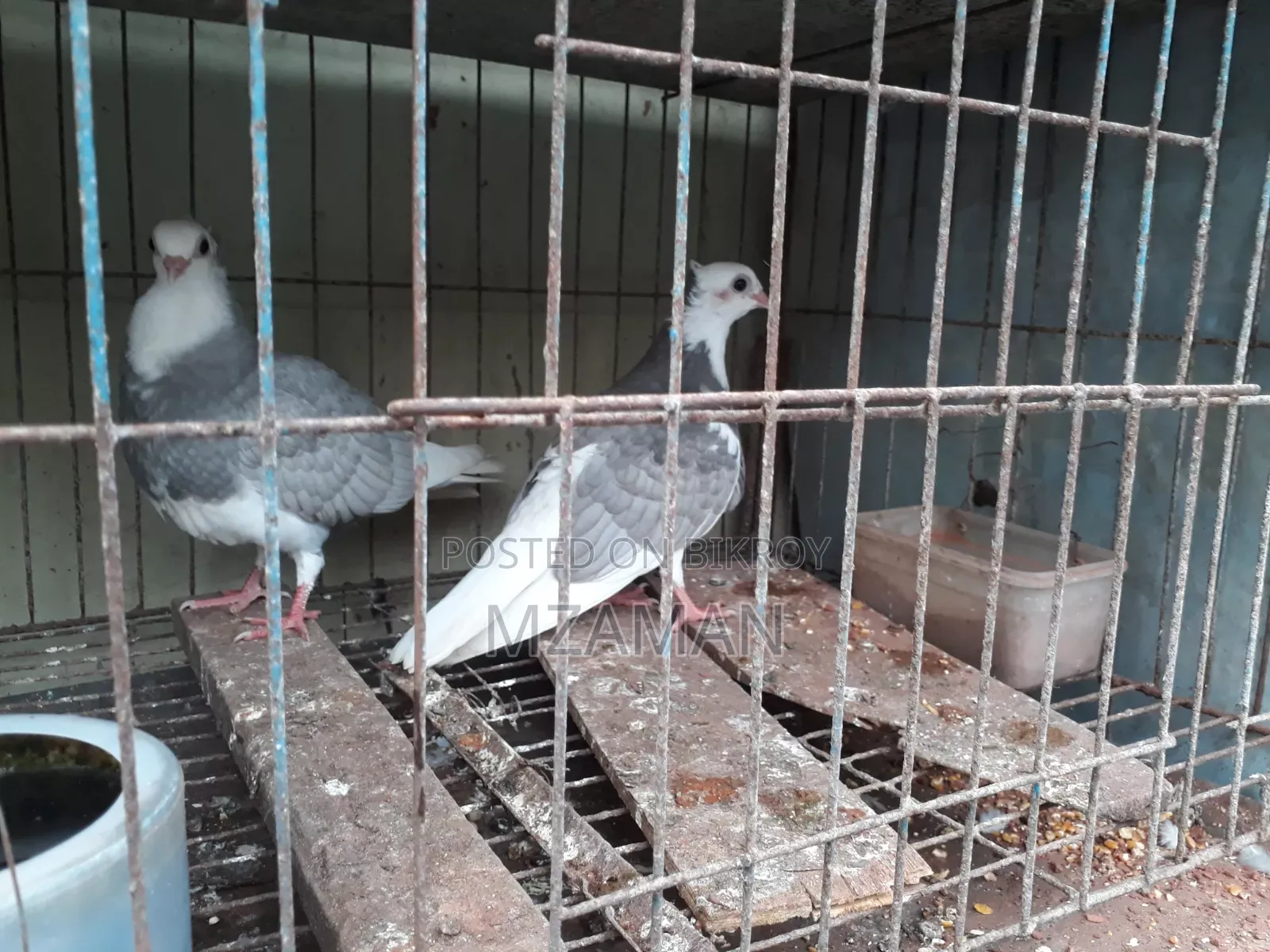 Black Racer Baby Pair