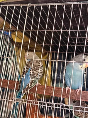 Budgerigar Bird