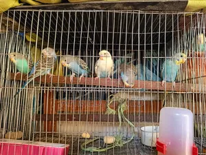 বাজিগর পাখি