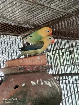Robin Aviary