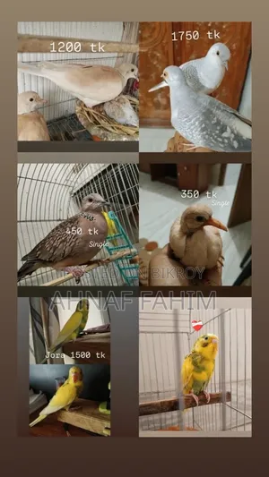 Beautiful Birds for Sale in Gazipur