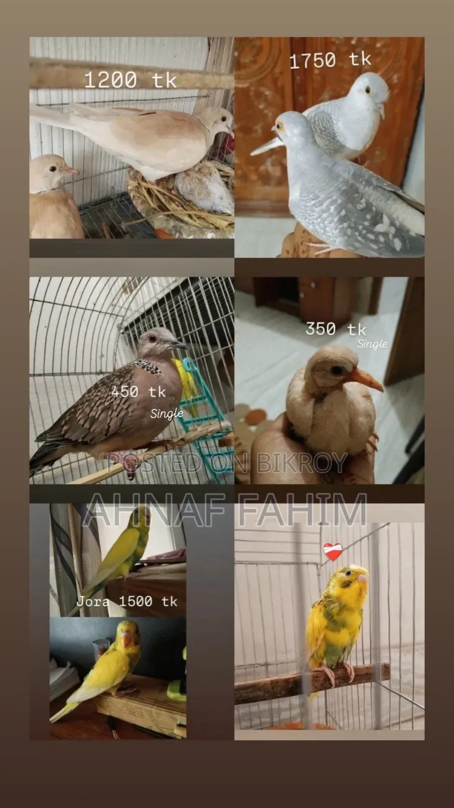 Beautiful Birds for Sale in Gazipur