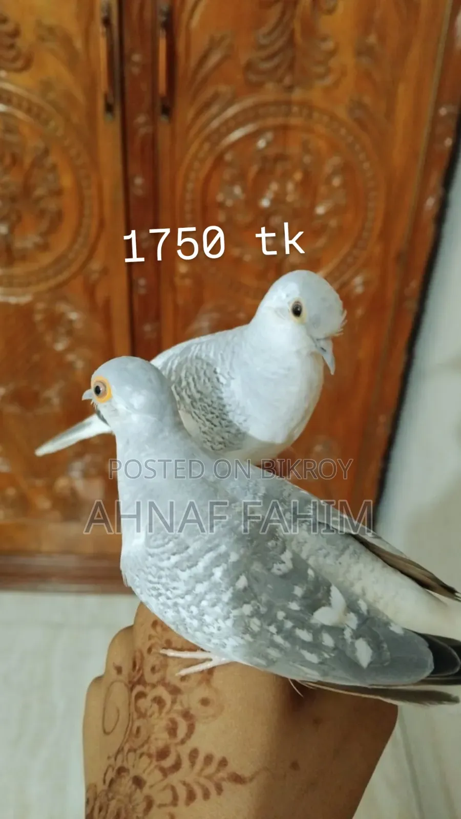 Beautiful Birds for Sale in Gazipur