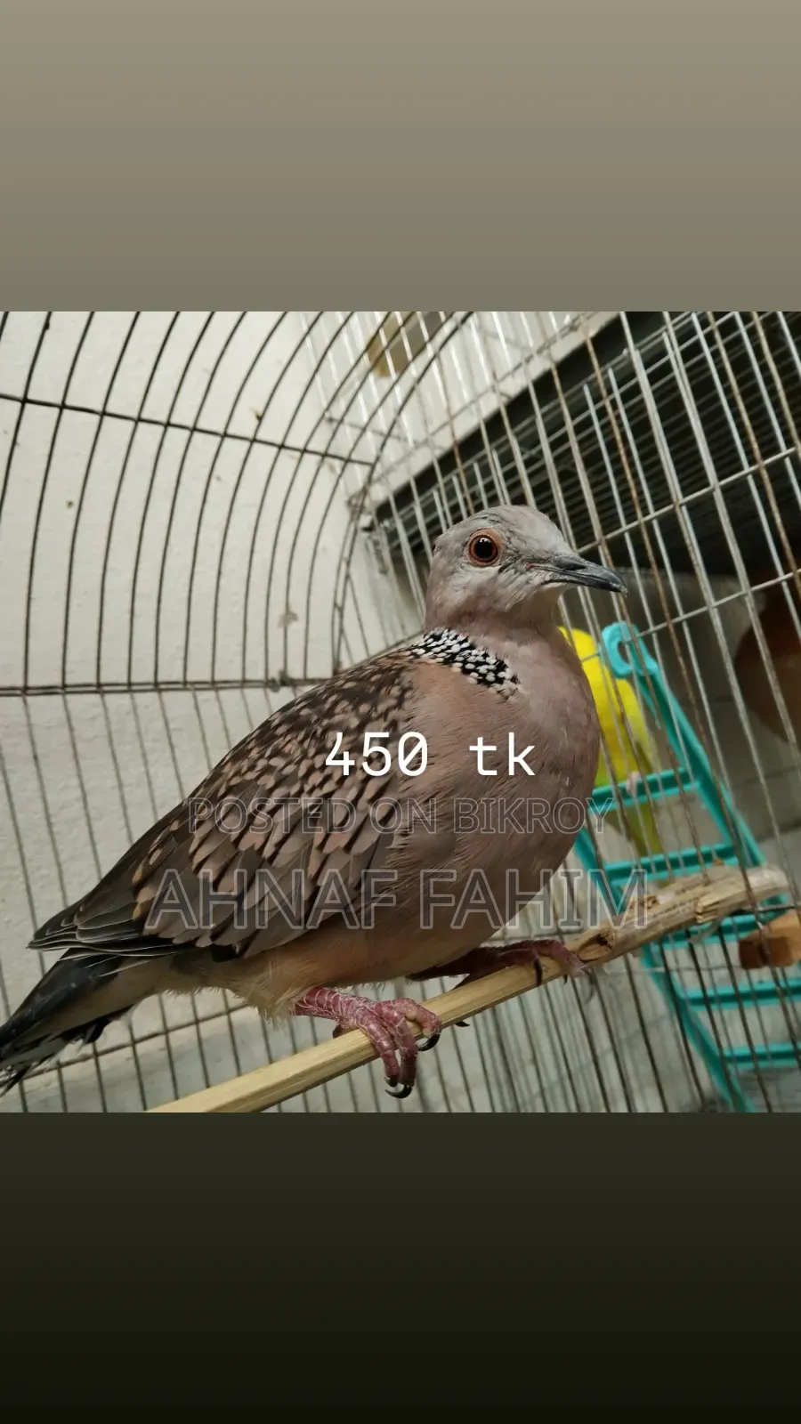 Beautiful Birds for Sale in Gazipur