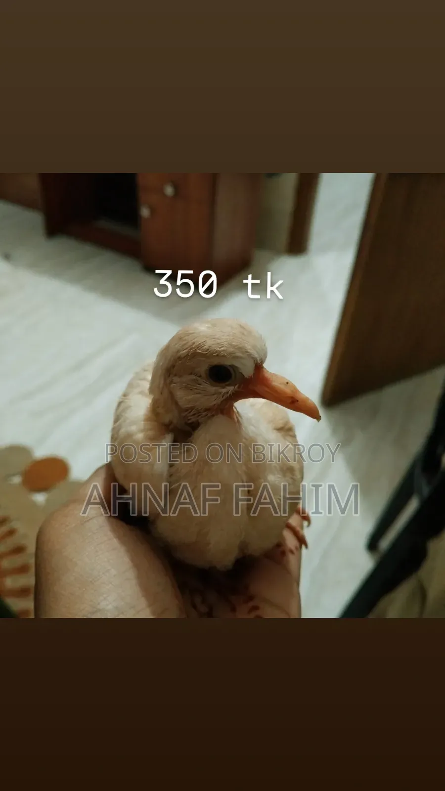 Beautiful Birds for Sale in Gazipur