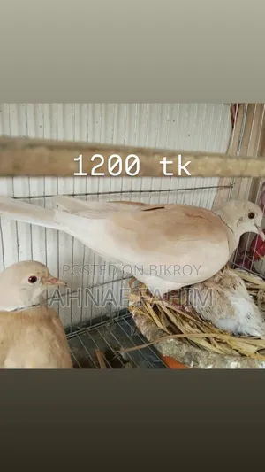 Beautiful Birds for Sale in Gazipur
