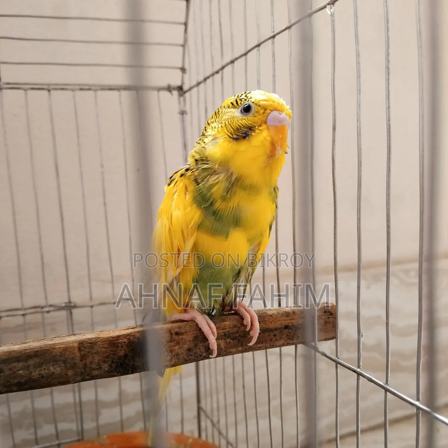 Beautiful Birds for Sale in Gazipur
