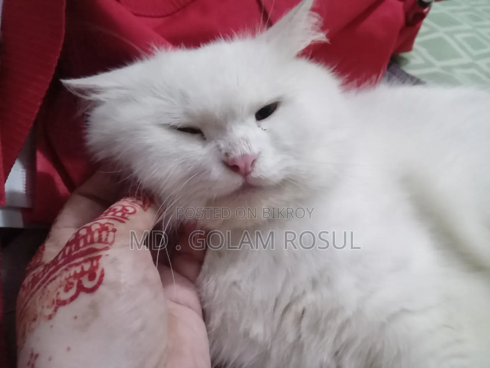 1+ Year Female Purebred Persian