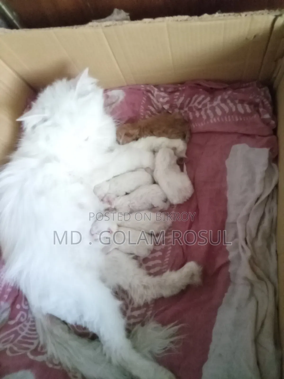 1+ Year Female Purebred Persian