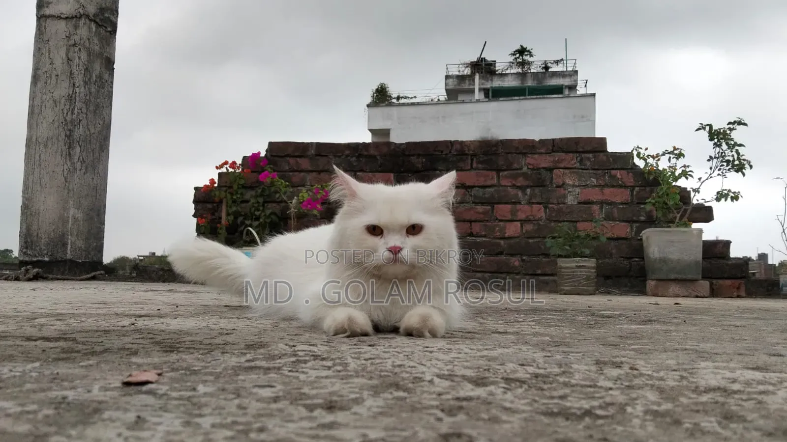1+ Year Female Purebred Persian