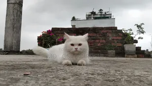 1+ Year Female Purebred Persian