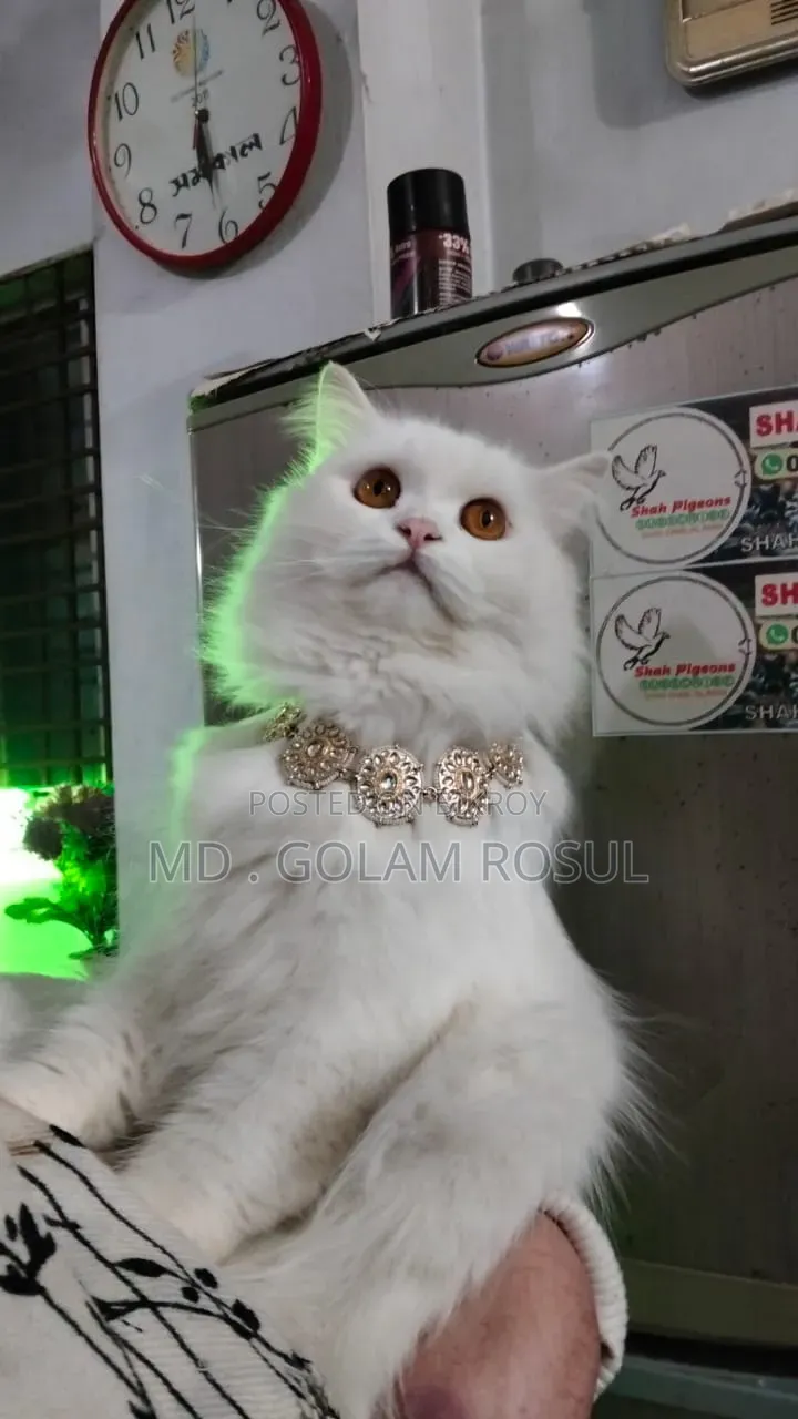 1+ Year Female Purebred Persian
