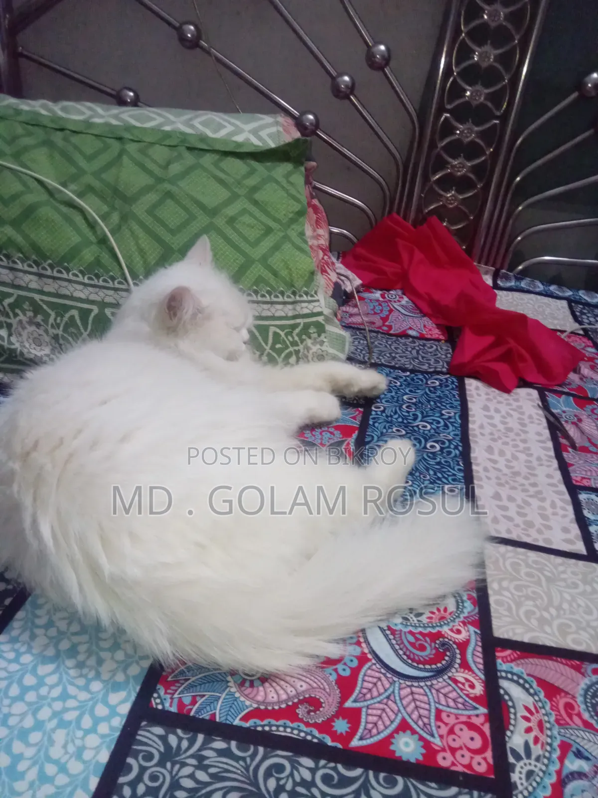 1+ Year Female Purebred Persian