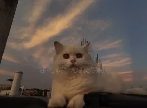 1+ Year Female Purebred Persian