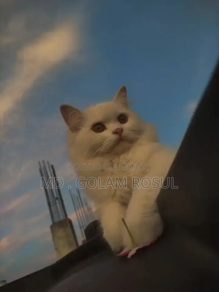 1+ Year Female Purebred Persian