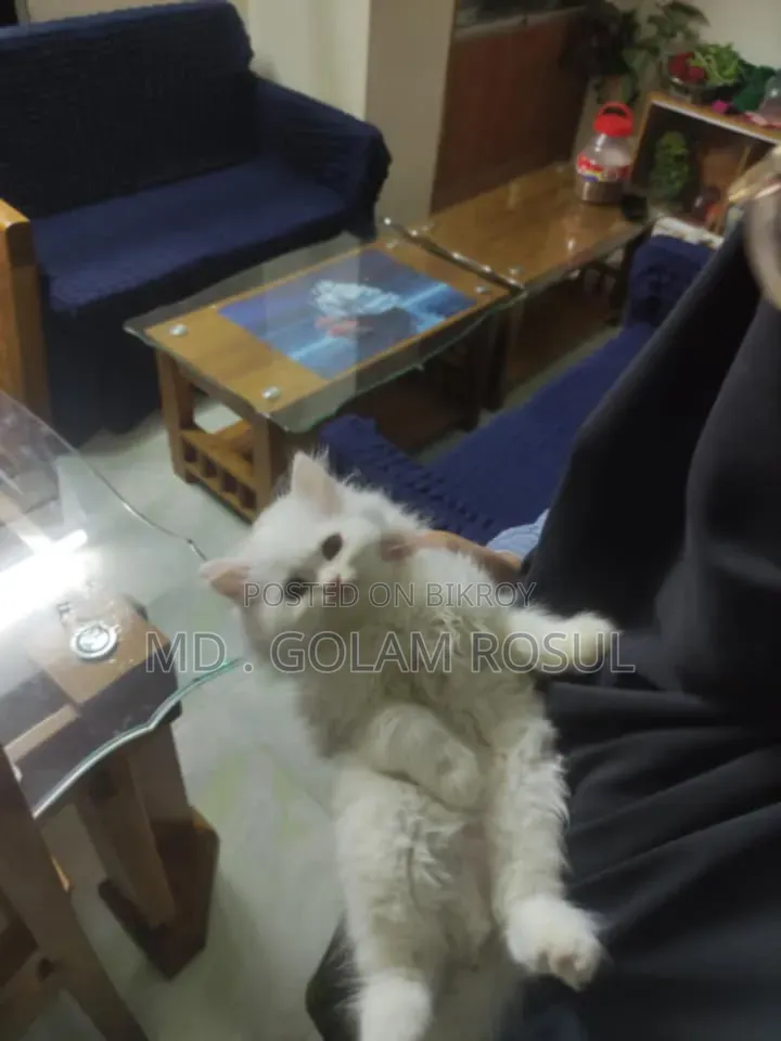1+ Year Female Purebred Persian