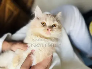১-৩ মাস বয়সী মিক্সড ব্রিড পার্সিয়ান বিড়াল