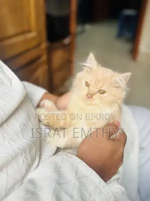 1-3 Months Female Mixed Breed Persian