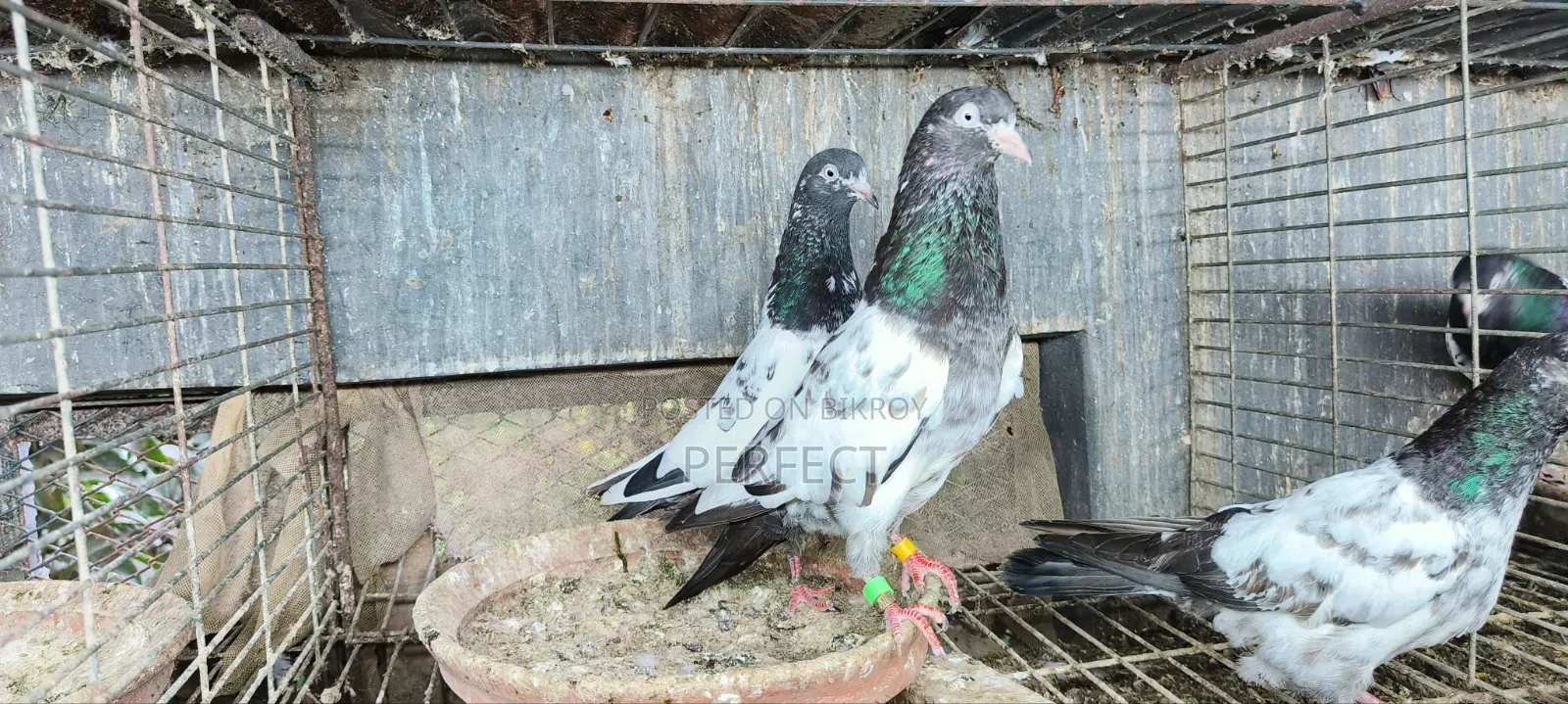 Pakistan Teddy Pigeon
