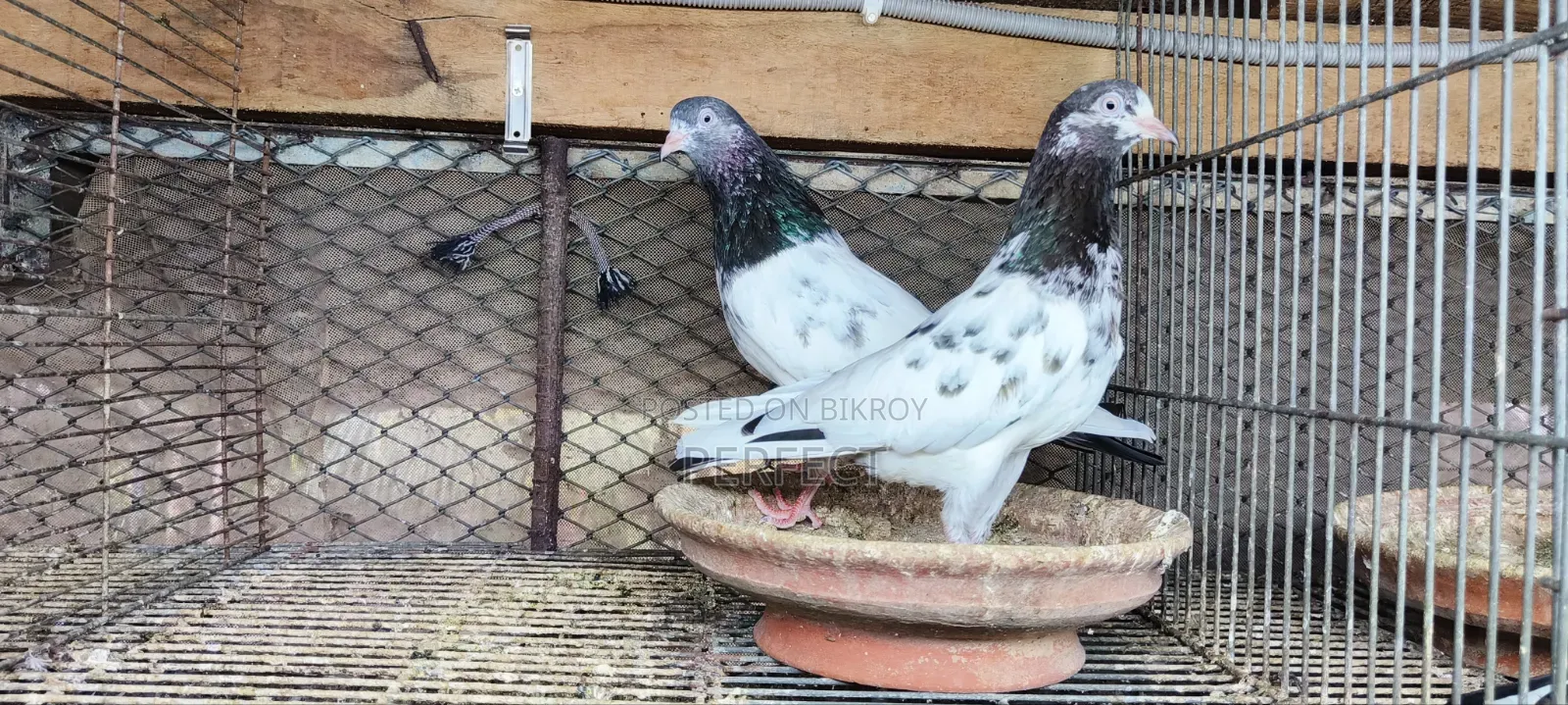 Pakistan Teddy Pigeon