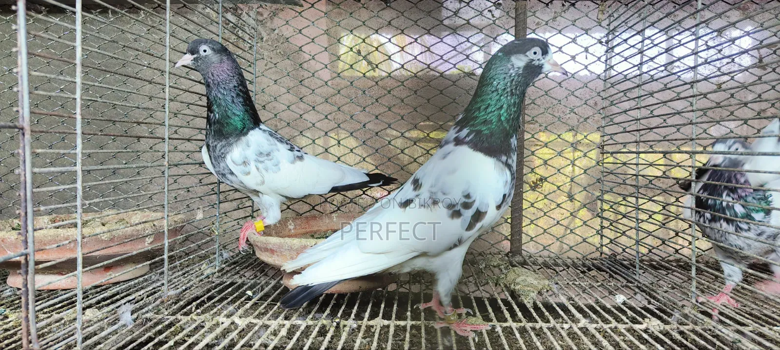 Pakistan Teddy Pigeon
