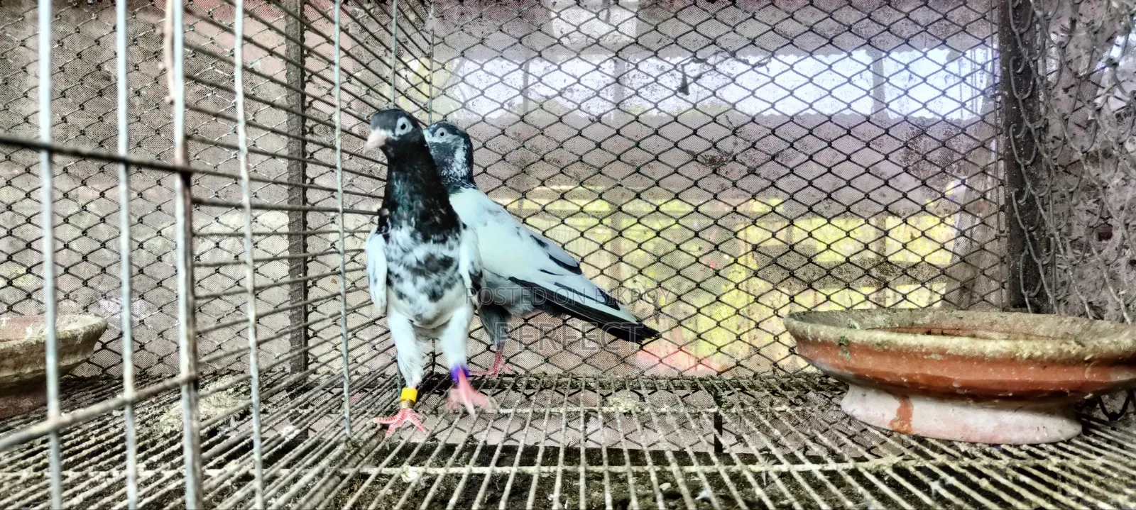 Pakistan Teddy Pigeon