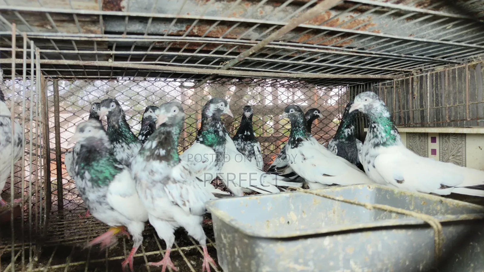 Pakistan Teddy Pigeon