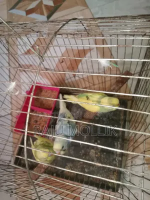 Budgerigar Bird
