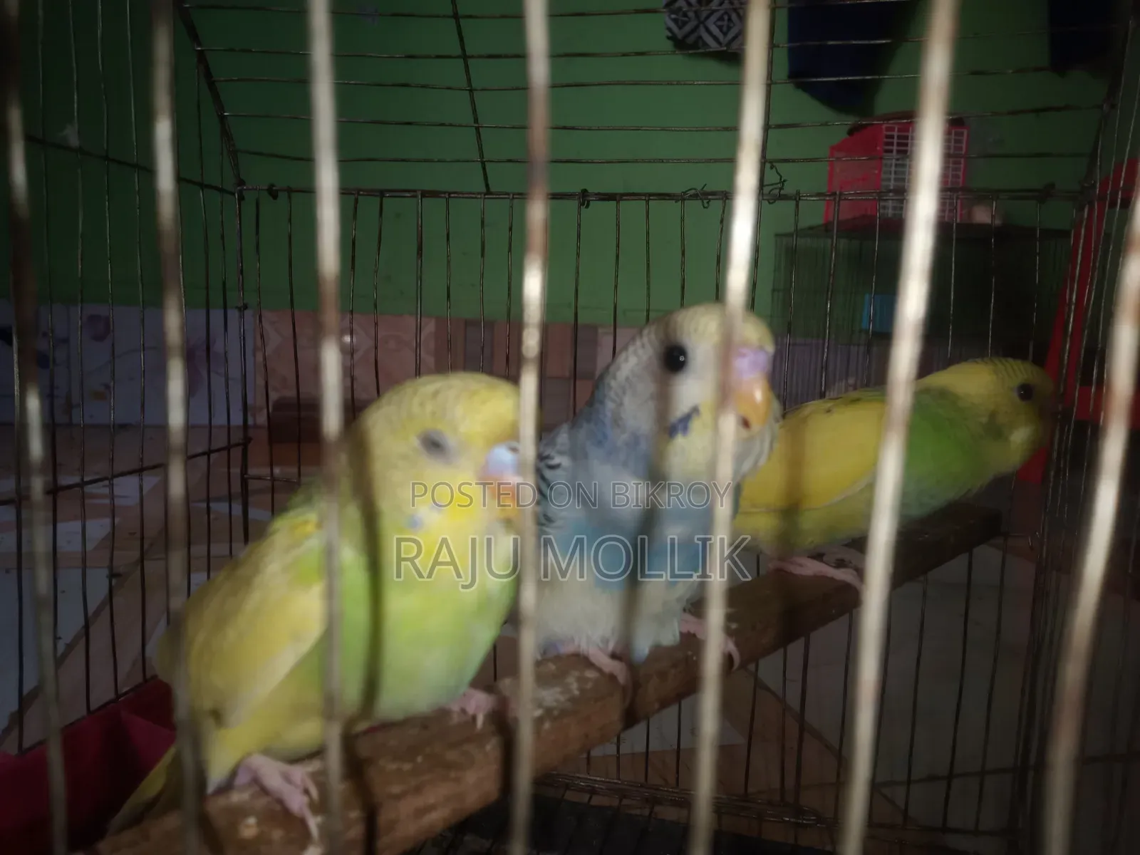 Budgerigar Bird